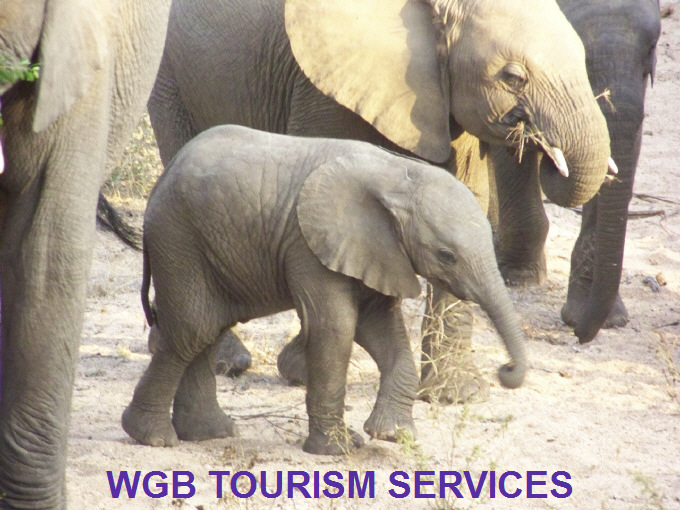 WGB TOURISM SERVICES